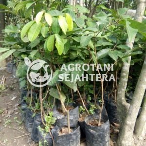 rambutan binjai (2)