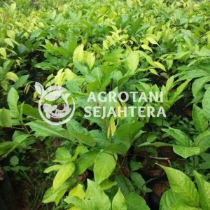 rambutan rafiah (1)