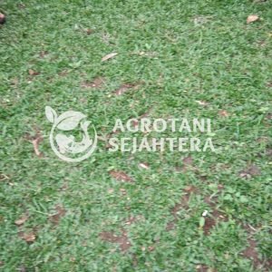 rumput gajah mini (1)