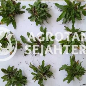 rumput gajah mini (2)