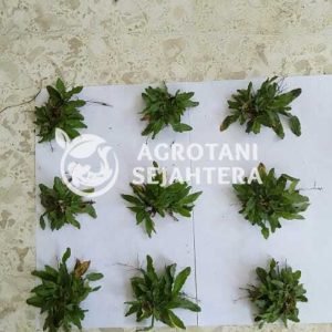 rumput gajah mini (3)