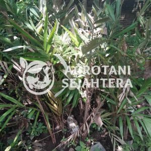 salak