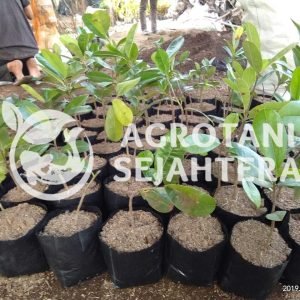 sawo kecik (1)