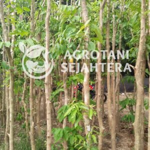 spatodhea (1)