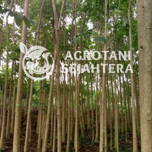 spatodhea (3)