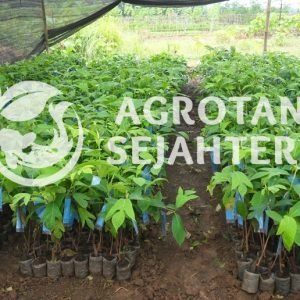 SAMSUNG DIGITAL CAMERA