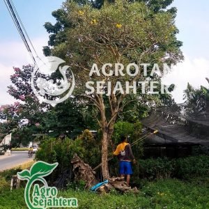 tabebuya kuning besar s