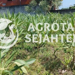 tabebuya kuning bibit new