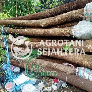 trembesi all size agr (1)