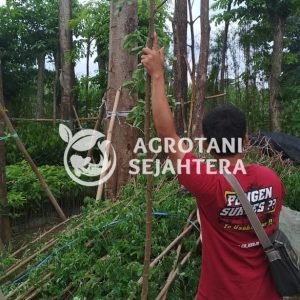 trembesi all size agr (2)