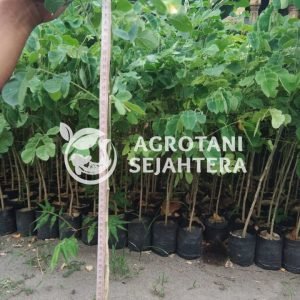 trembesi all size agr (3)