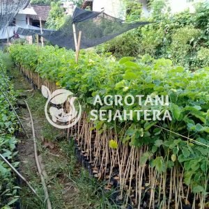 trembesi all size agr (4)