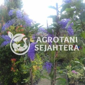 westeria sinensis (1)