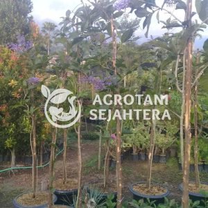 westeria sinensis (2)