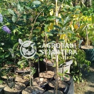 westeria sinensis (3)